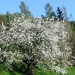 Bauernhof Schilcher *