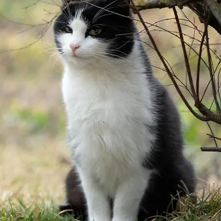 Appartement Bauernhof Schilcher