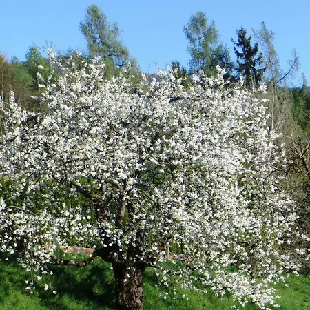 Bauernhof Schilcher *