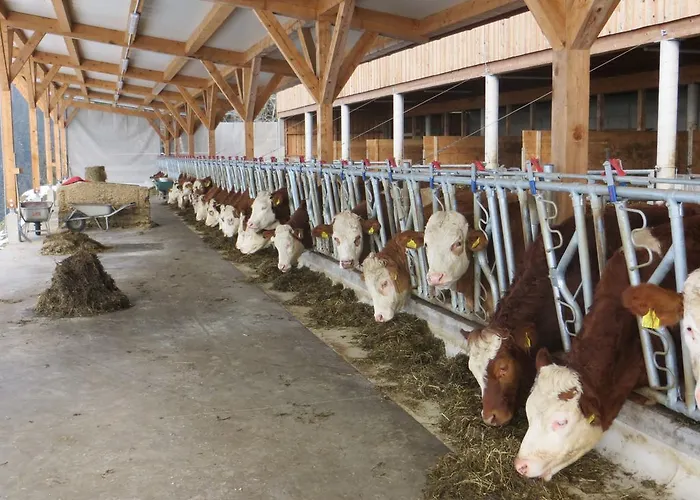 Bauernhof Schilcher דירה *