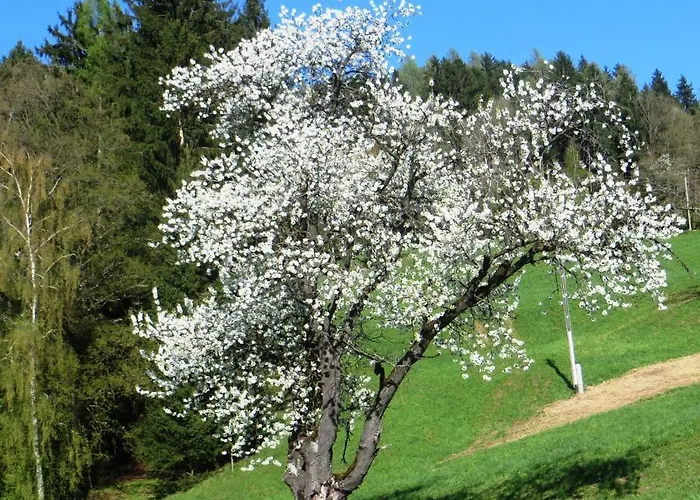 Bauernhof Schilcher Apartment